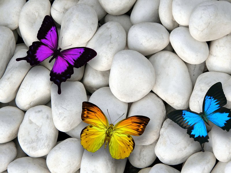 Бабочка на камнях