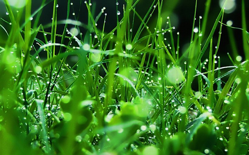 Красивое зеленое дерево