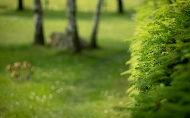 Зелёные растения