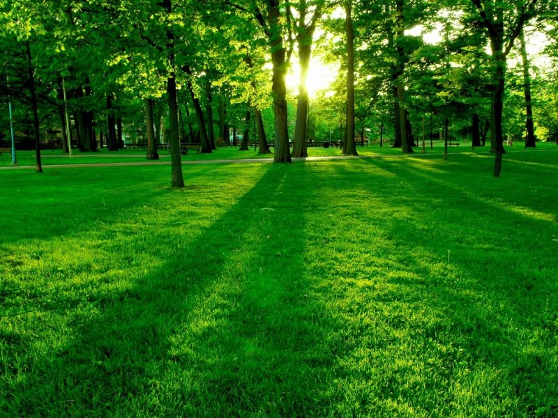 Зелено голубая Осока