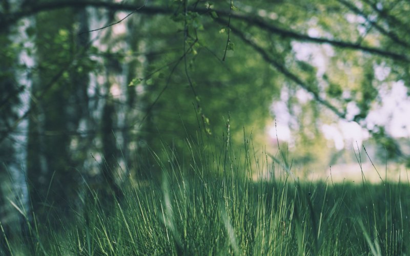 Летом в лесу