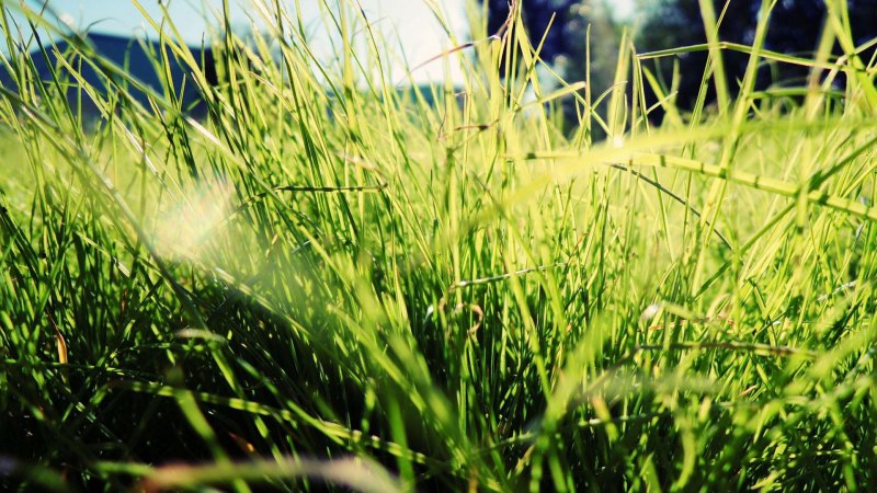 Зеленая природа