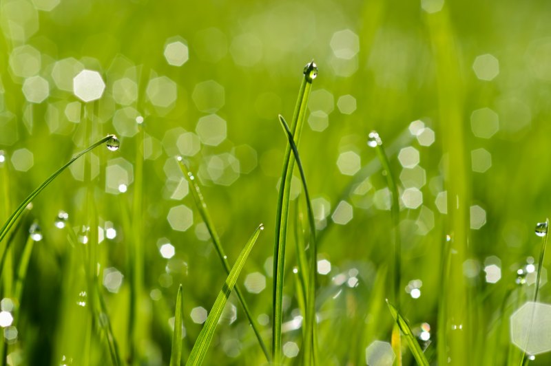 4к фото на зеленом листике природа