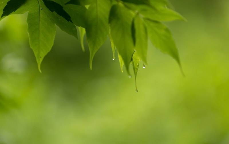 Поле зелень