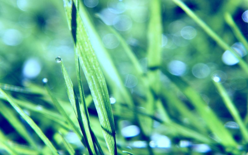 Листья на рассвете макро зеленая