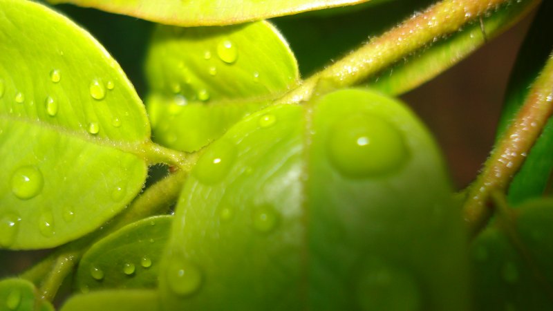 Тёмно-зеленые листья деревьев