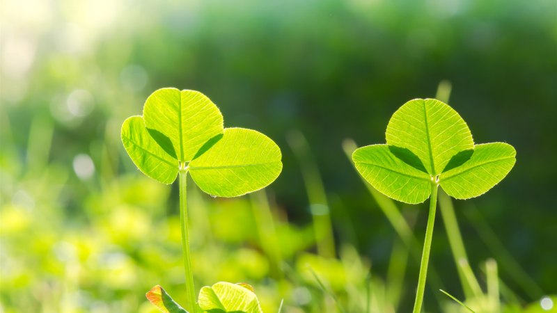 Свежие листья