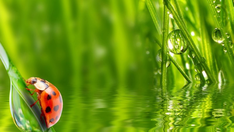 Обои на телефон зелень