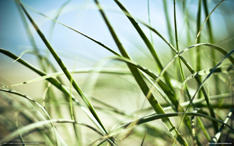 Капли на листьях