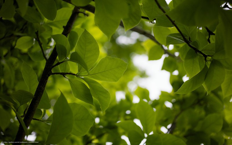 Макросъемка природа