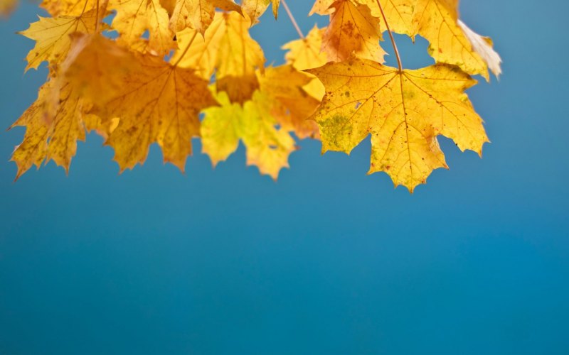 Осенняя листва на фоне неба