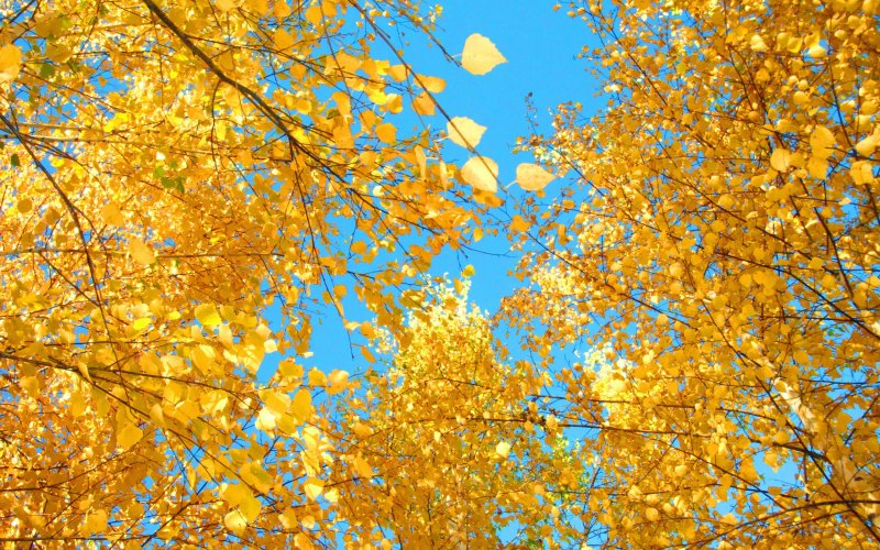 Осень желтый и голубой