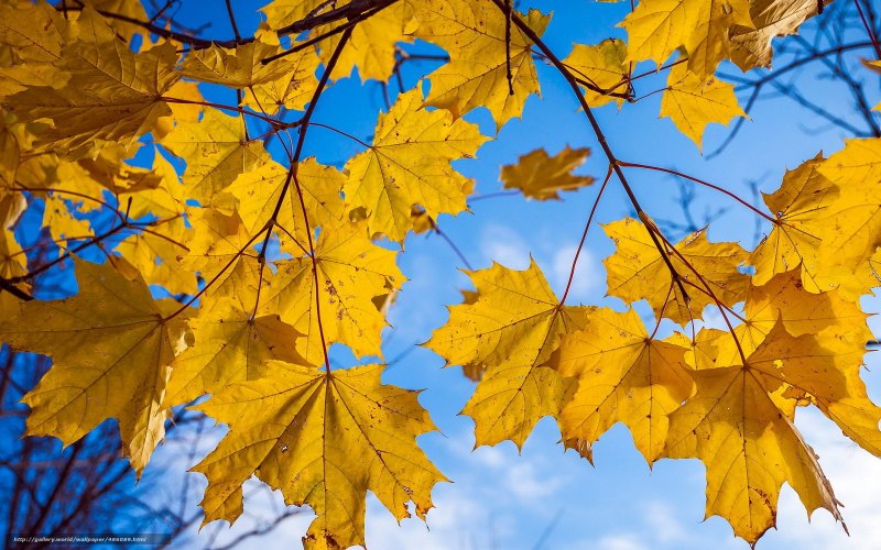 Осенние листья небо