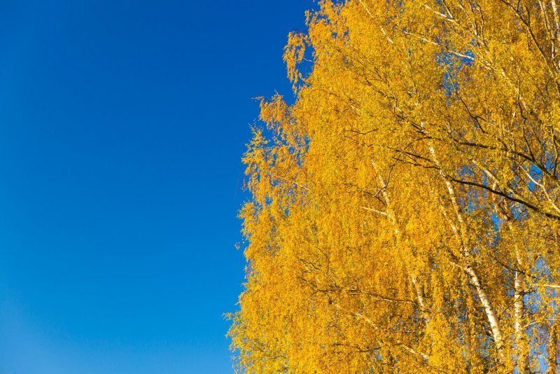 Береза "желтый Дубок"