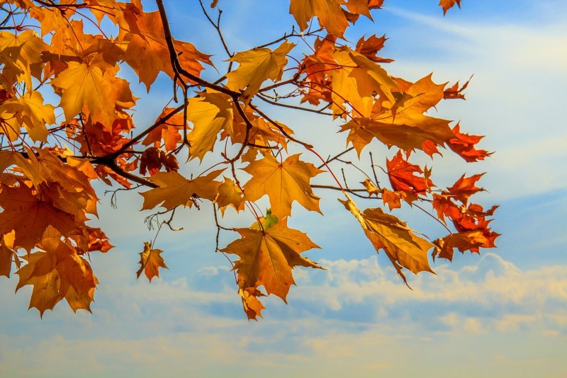 Лист на ветру