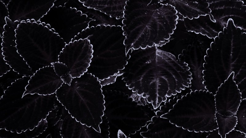 Черные обои