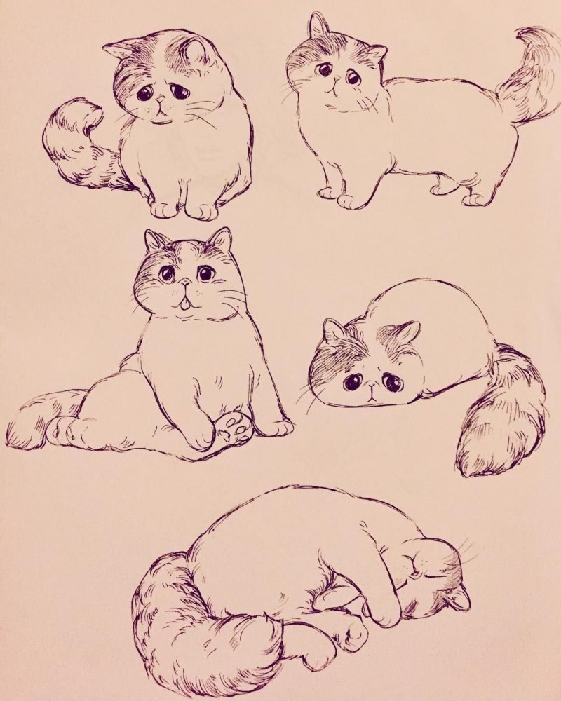 Кошка скетч