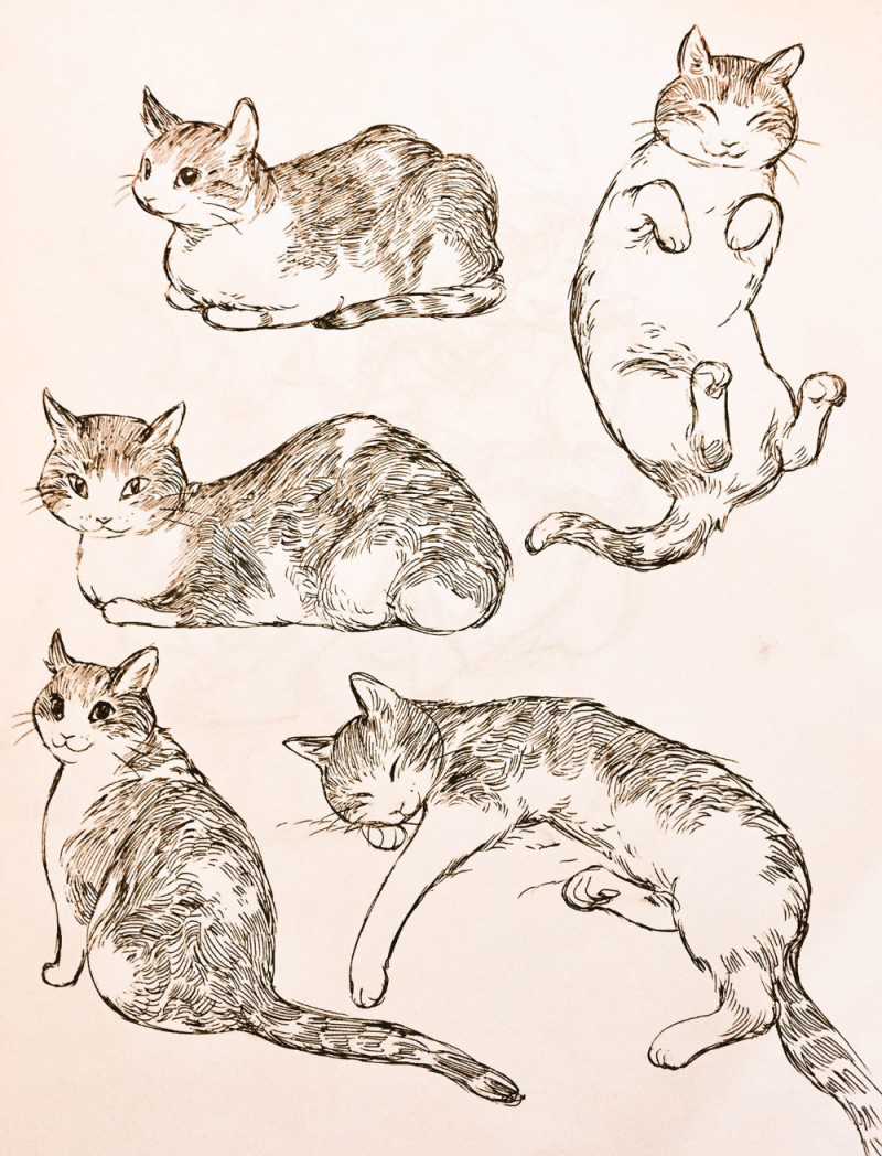 Зарисовки кошек