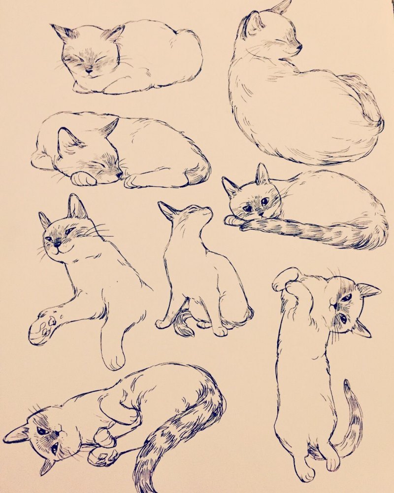 Коты в разных стилях