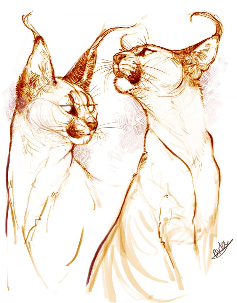 Коты скетчи