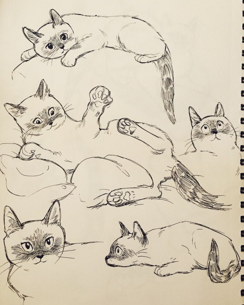 Котик скетч
