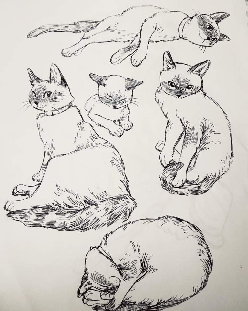 Кошка скетч