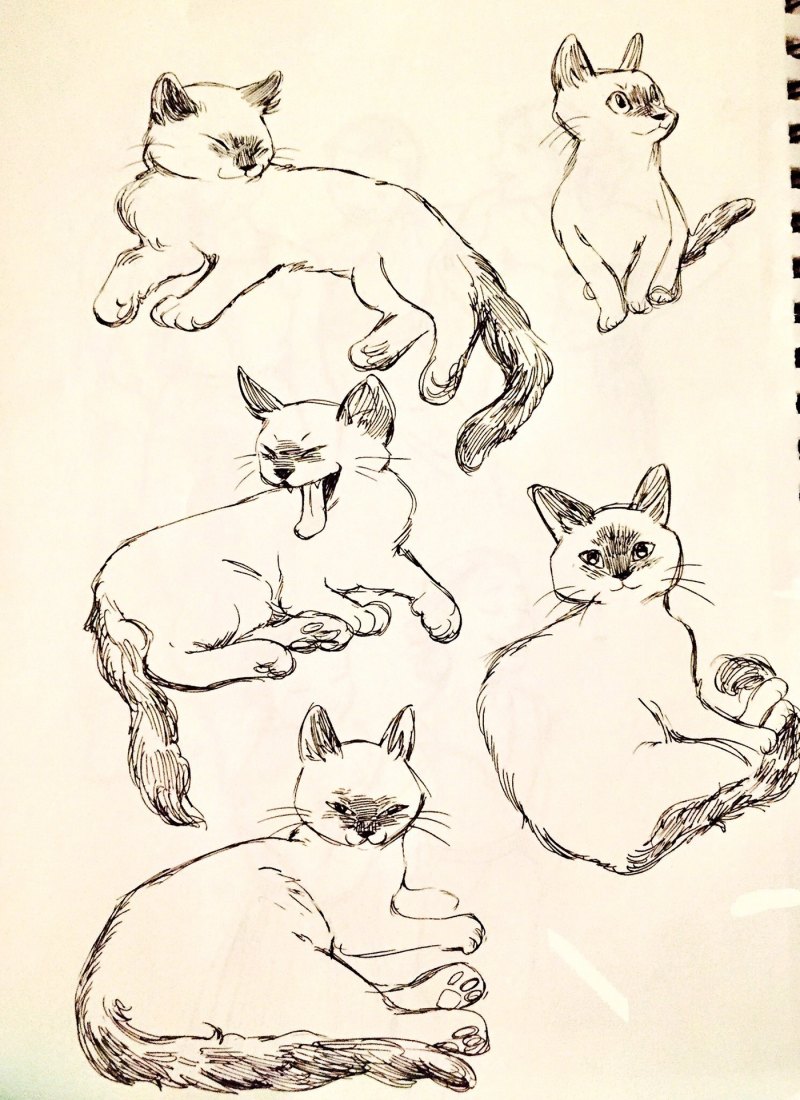 Кошечка тату эскиз