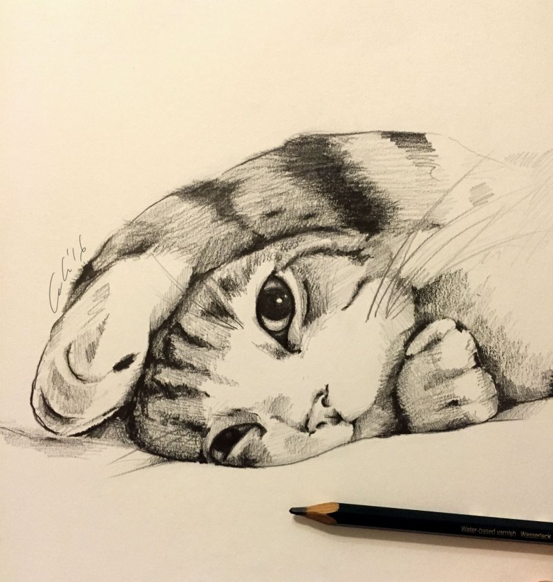 Скетчи котов