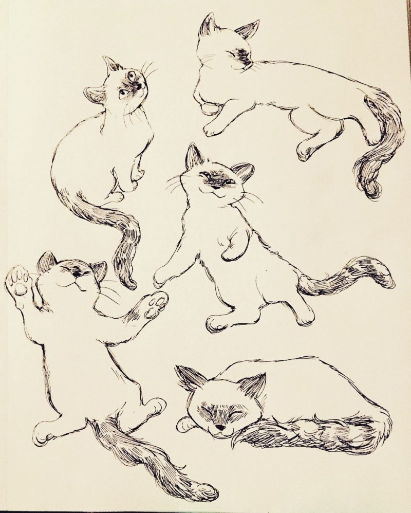 Котик скетч