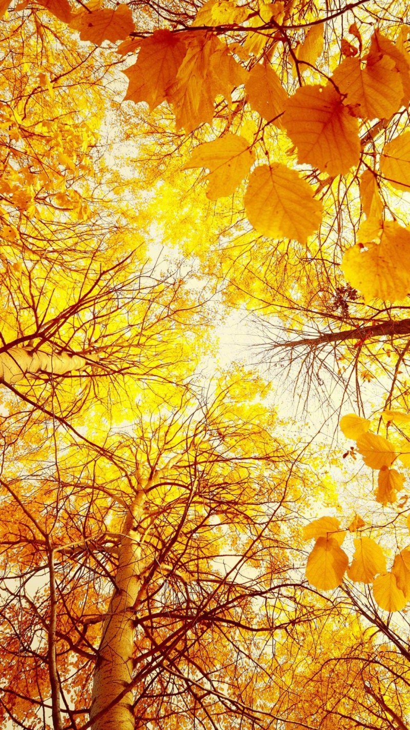 Желтые листья