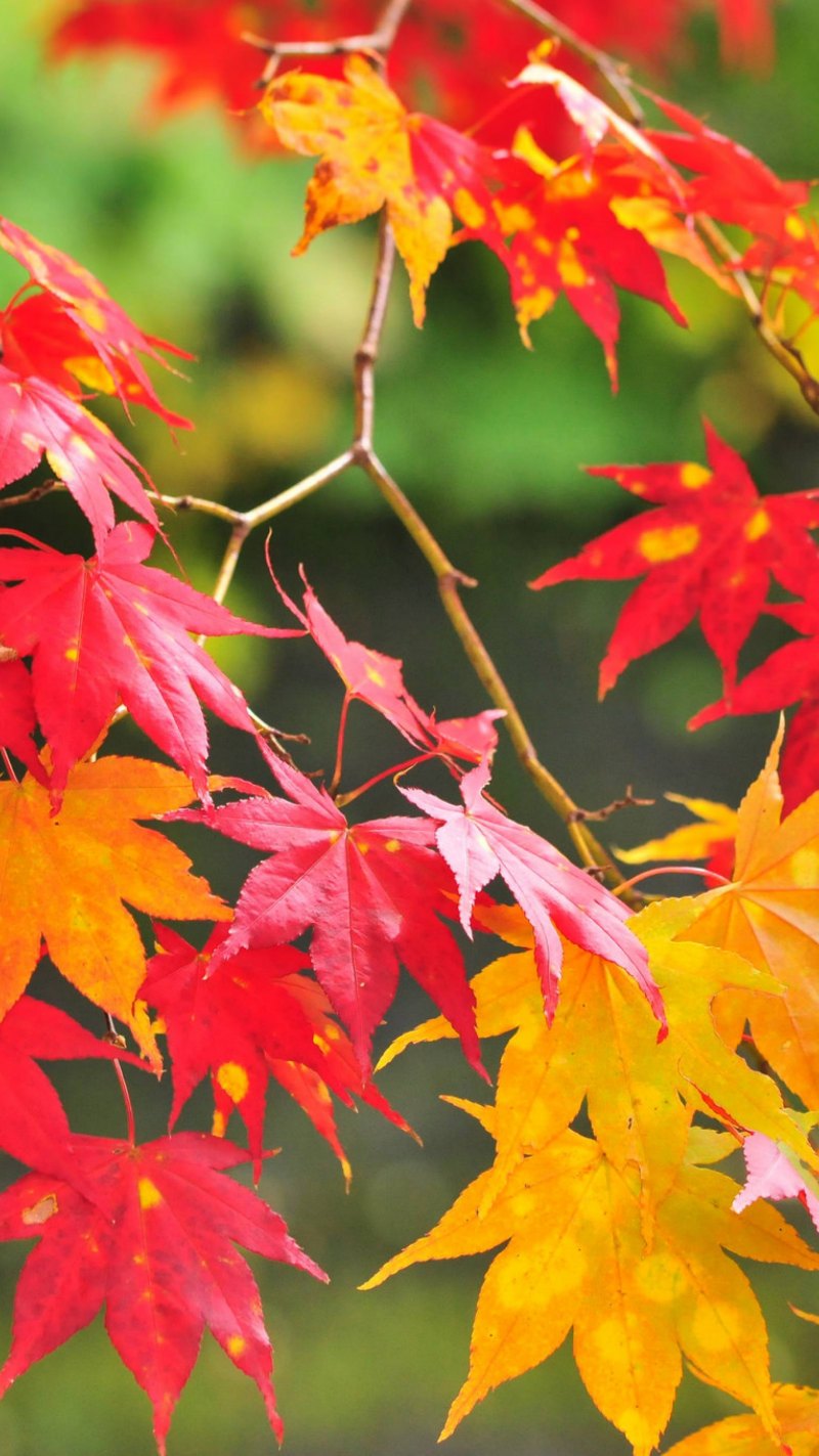 Осень на андроид