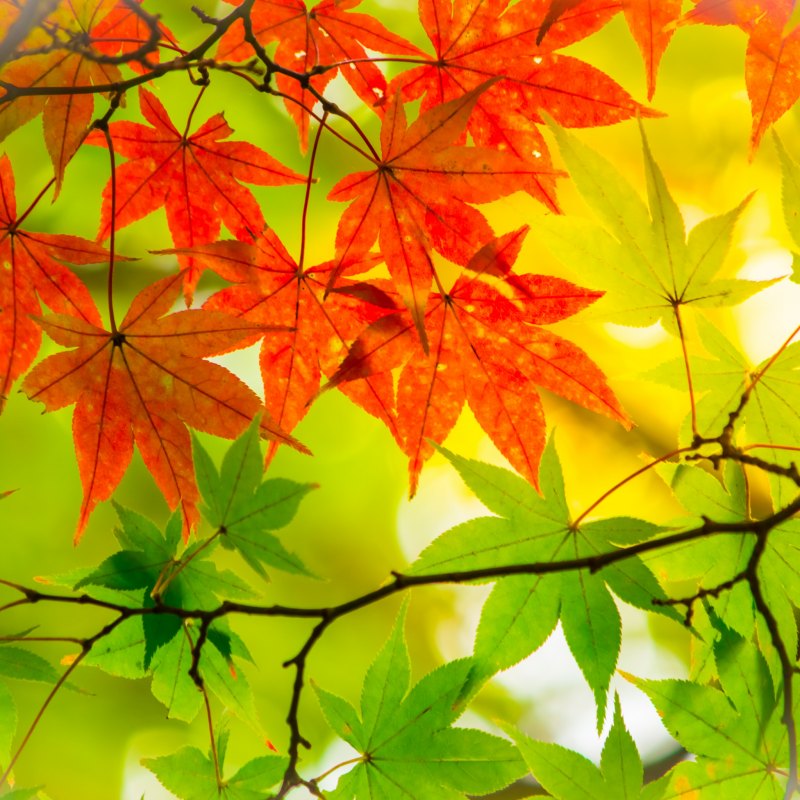 Разноцветная осень