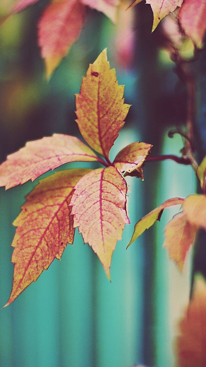 Осенняя листва