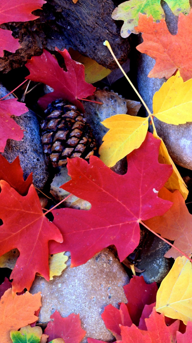 Кленовые листья фон