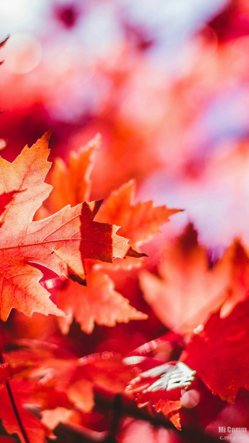 Осень для экрана смартфона