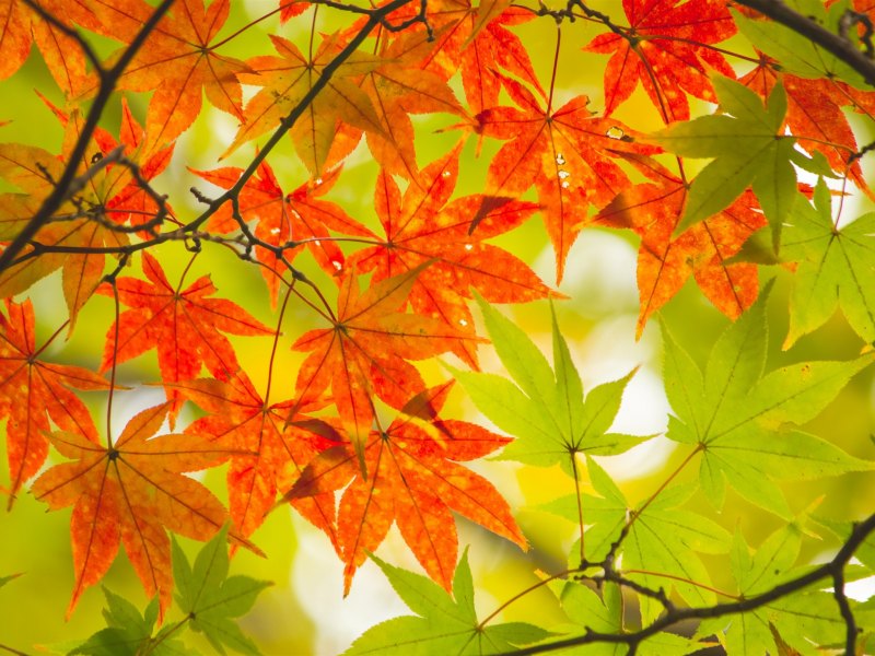 Яркие осенние листья