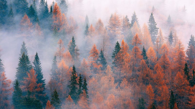 Эстетика природы