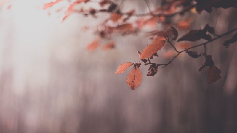 Осень Эстетика