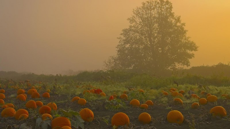 Тыквенное поле осенью