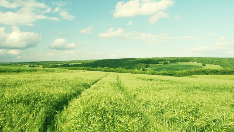 Зелёные просторы (Green acres)