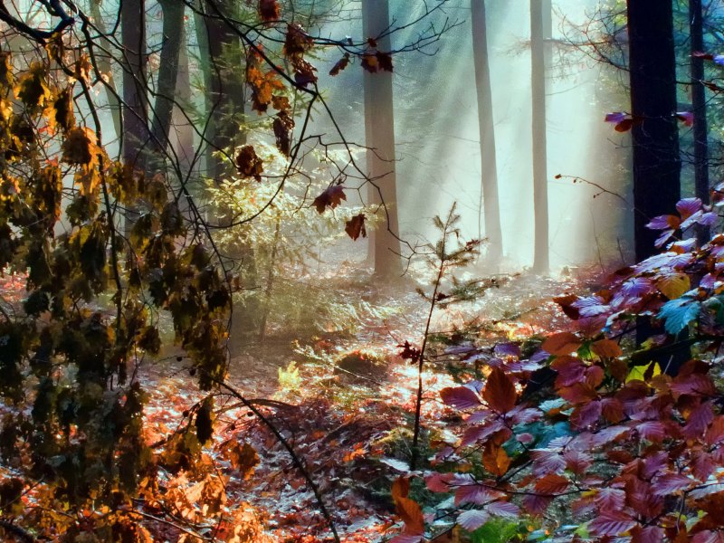 Ноябрь пейзаж