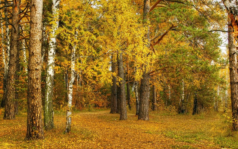 Осень в лесу