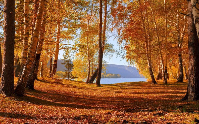 Осенний лес