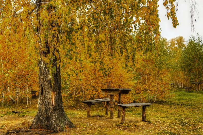Осенний парк березы