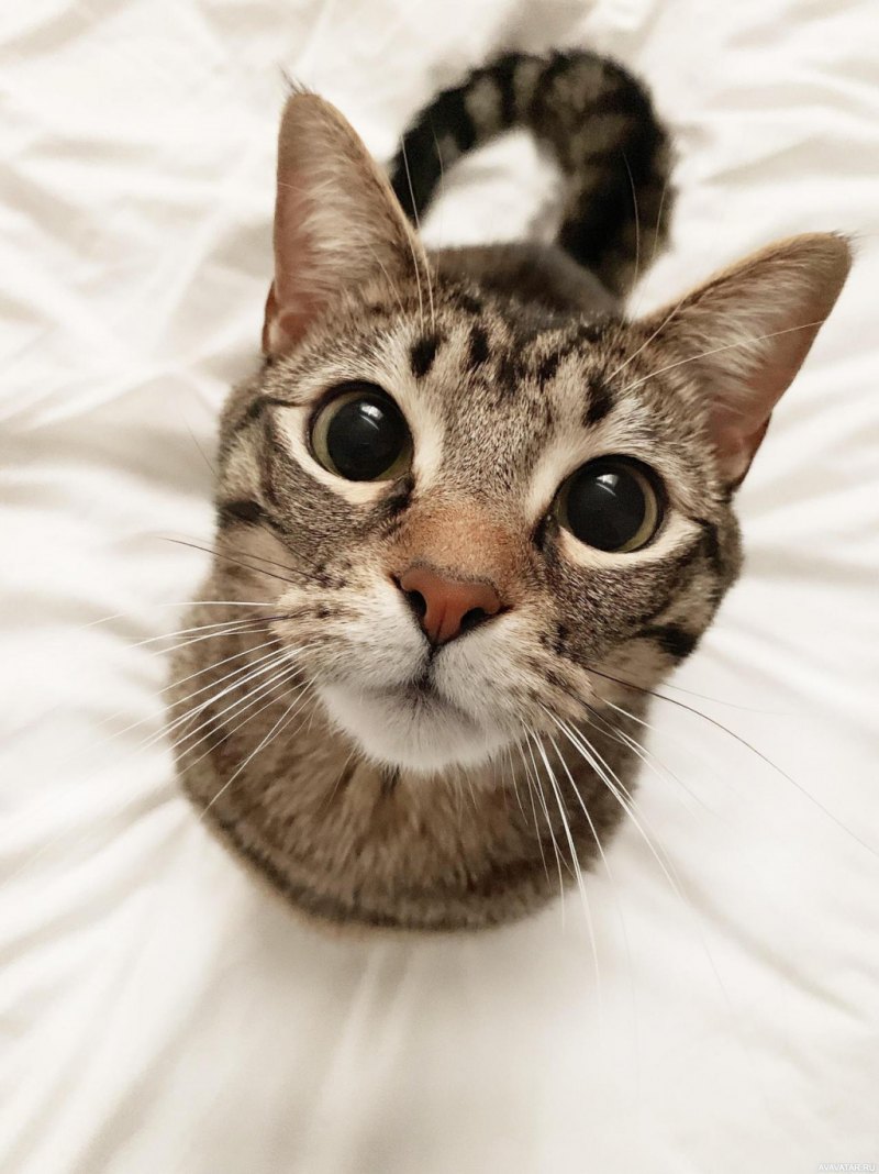 Крутые коты