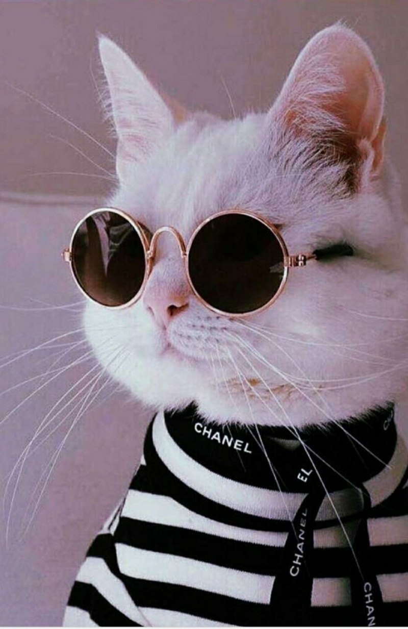 Кошечка в очках
