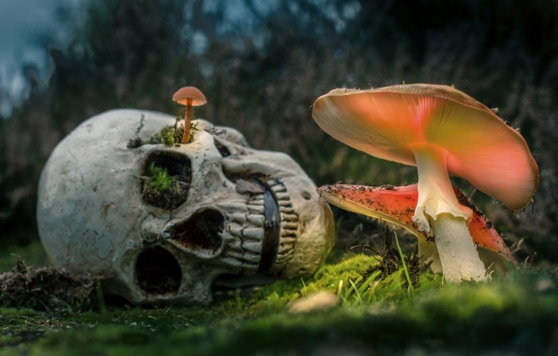 Goblincore aesthetic грибы