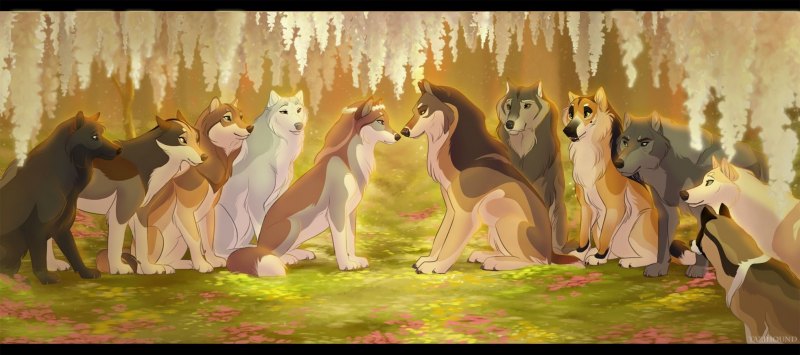 Tazihound волки семья