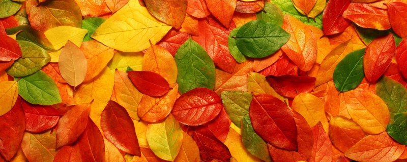 Баннер с листьями