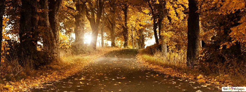 Красивая осень